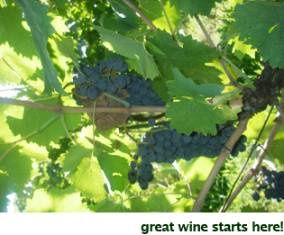 Great Wine Starts Here - GailMencini.com